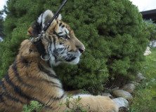 Tygr v ZŠ Sofie Říčany