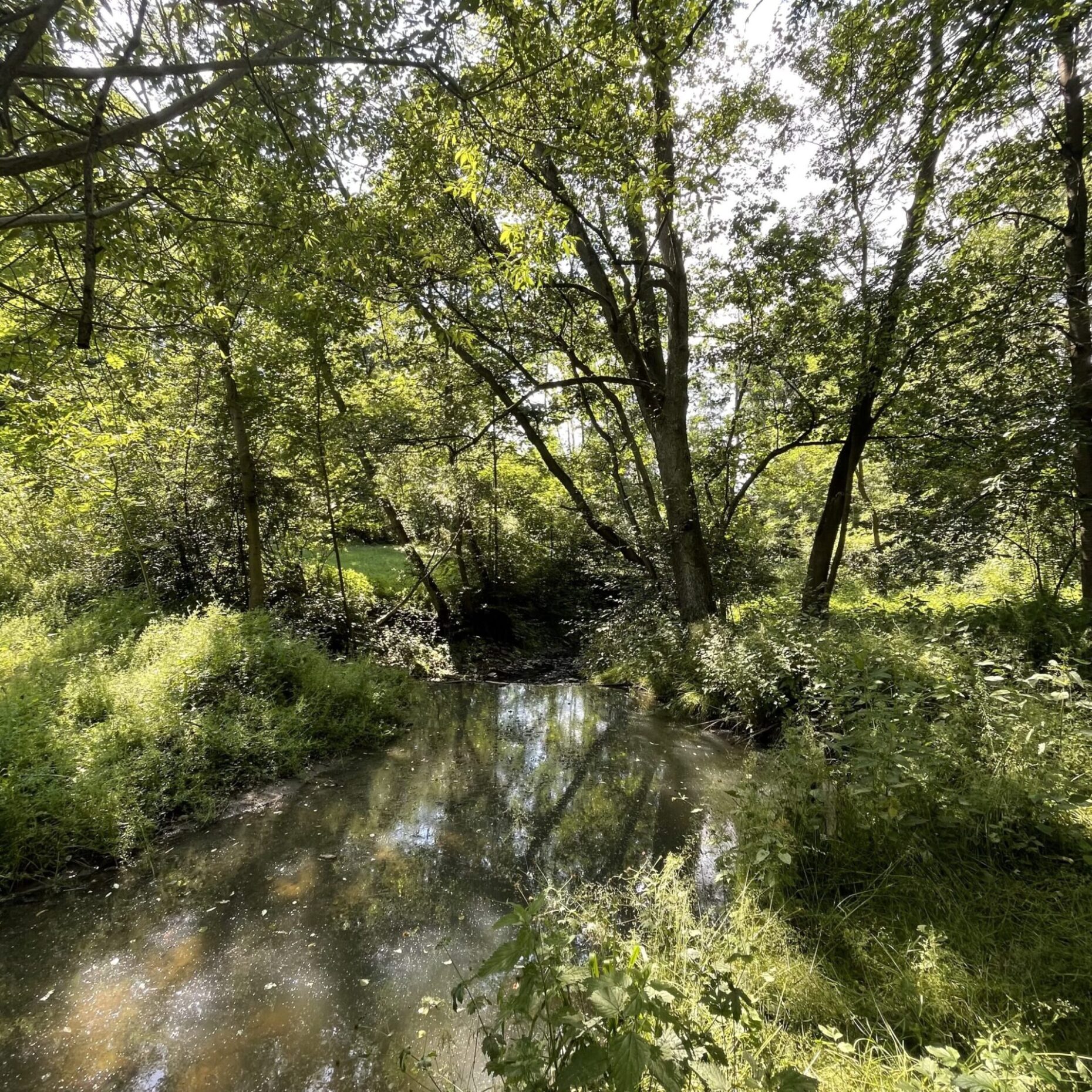 ZŠ Sofie Kuří - splav nad lesním pozemkem